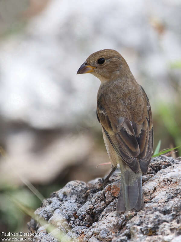 Indigo Bunting female adult, pigmentation