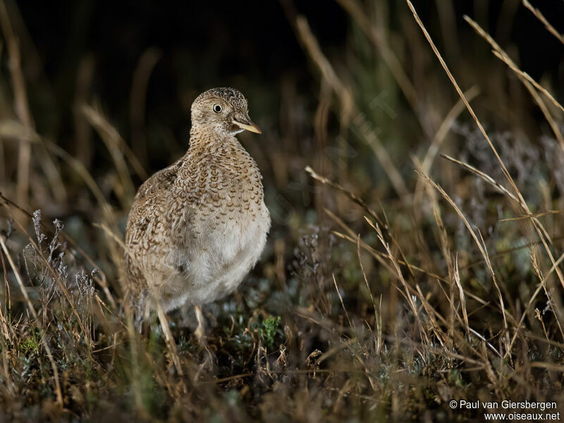 Plains-wanderer