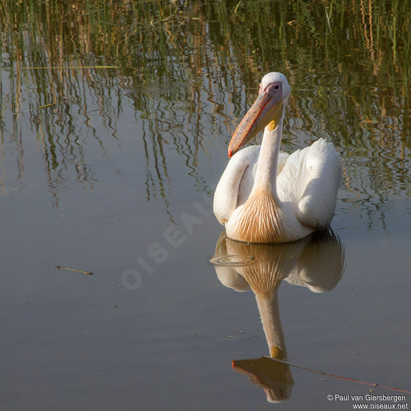 Great White Pelican