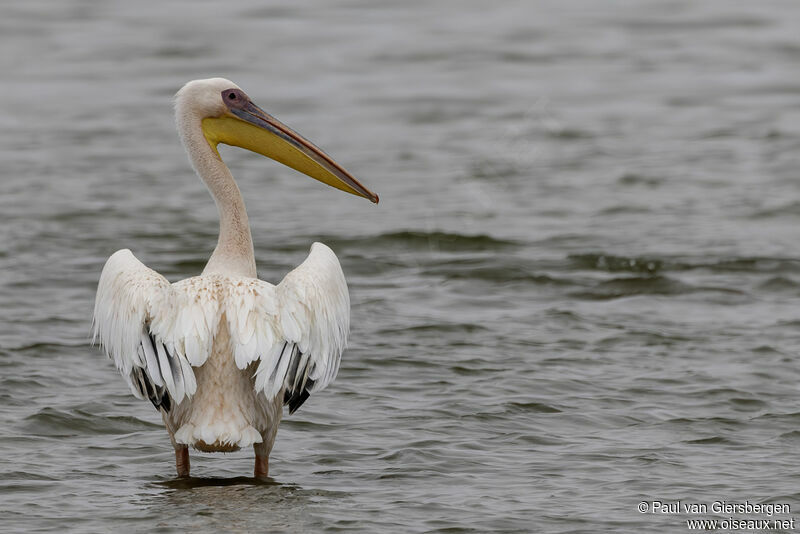 Great White Pelicanadult