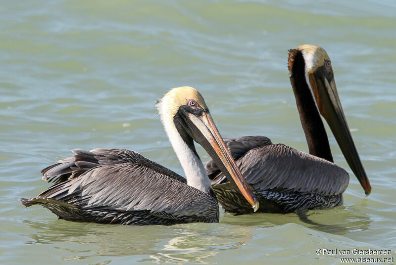 Brown Pelicanadult