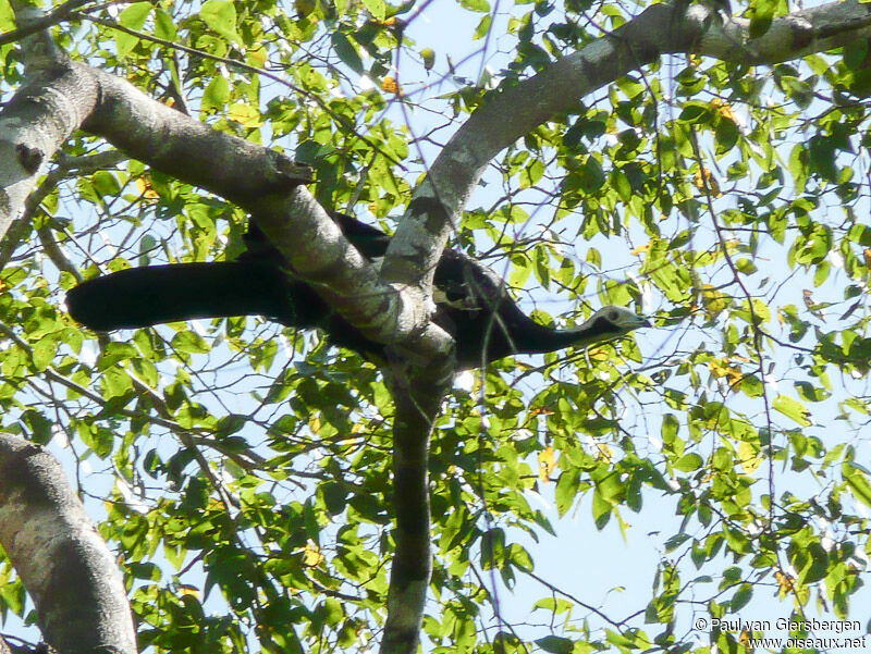 Red-throated Piping Guan