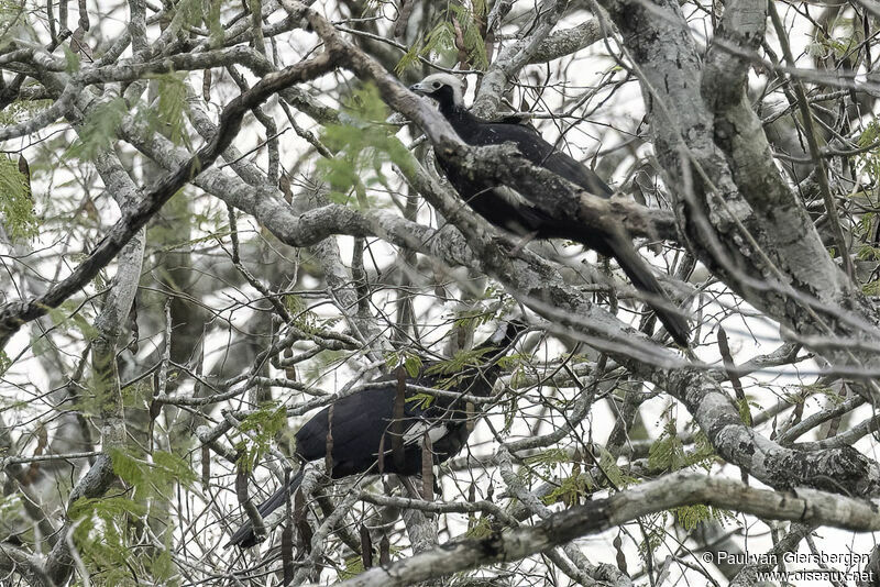 White-throated Piping Guanadult