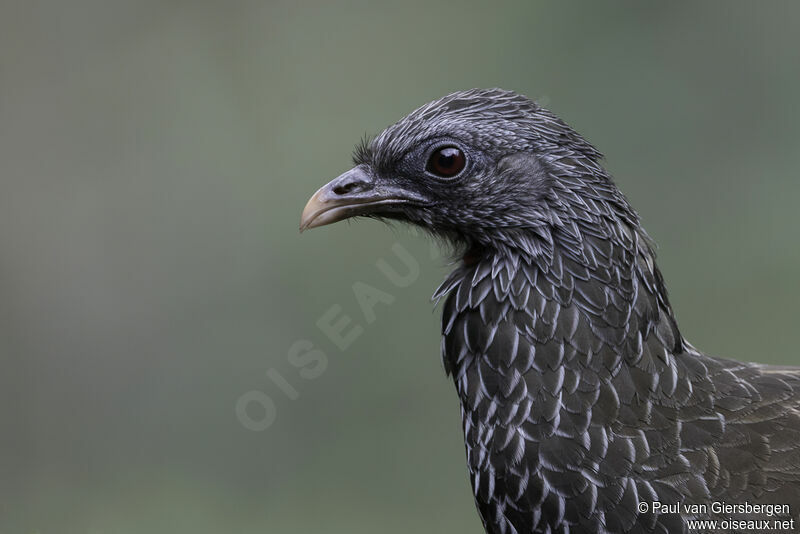 Andean Guanadult