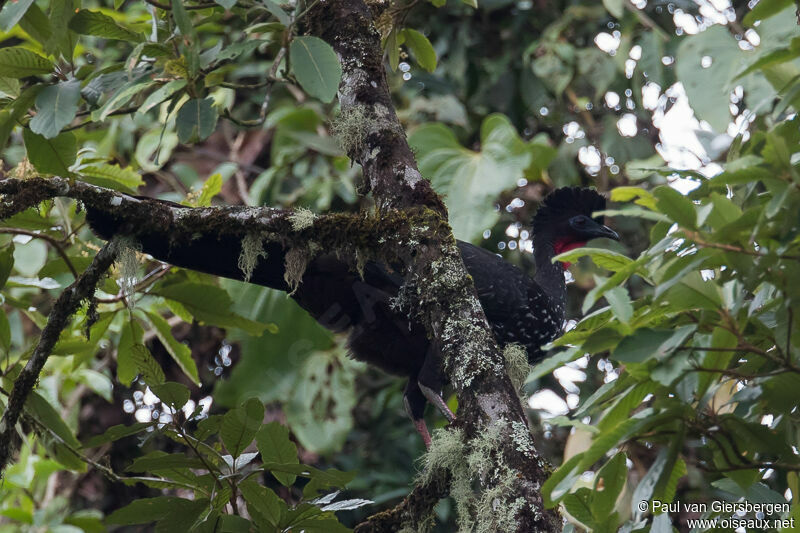 Crested Guan