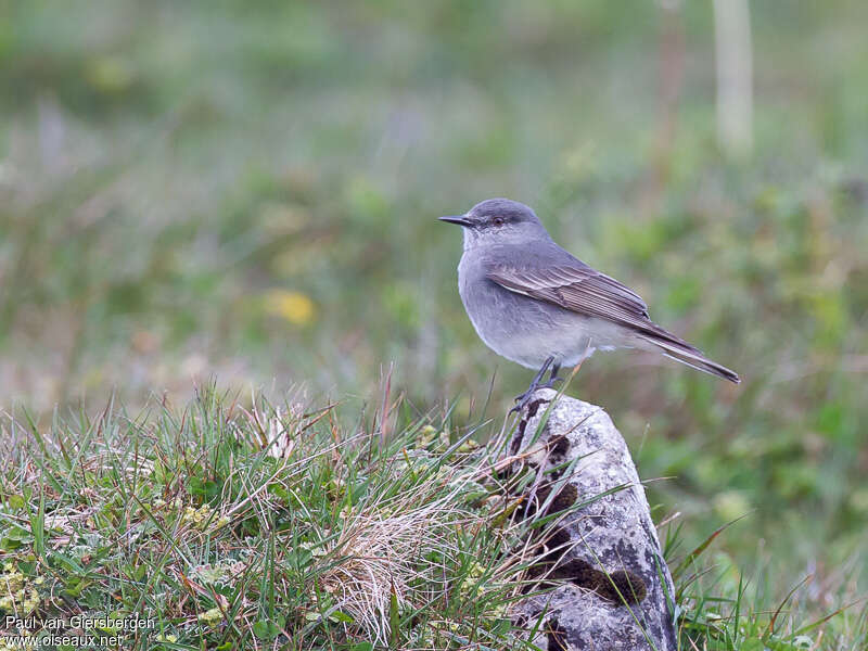 Pépoaza à ailes roussesadulte, identification