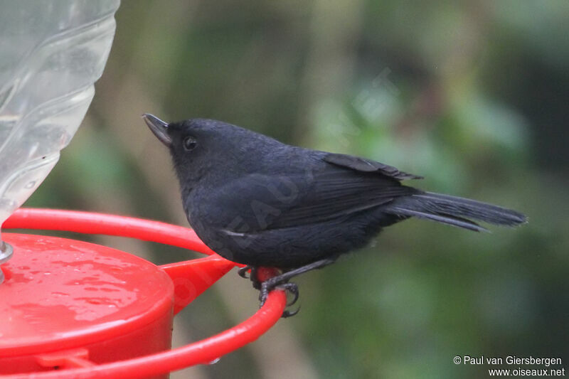 White-sided Flowerpierceradult