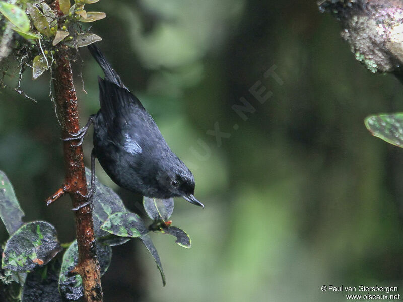 Glossy Flowerpierceradult, pigmentation, Behaviour