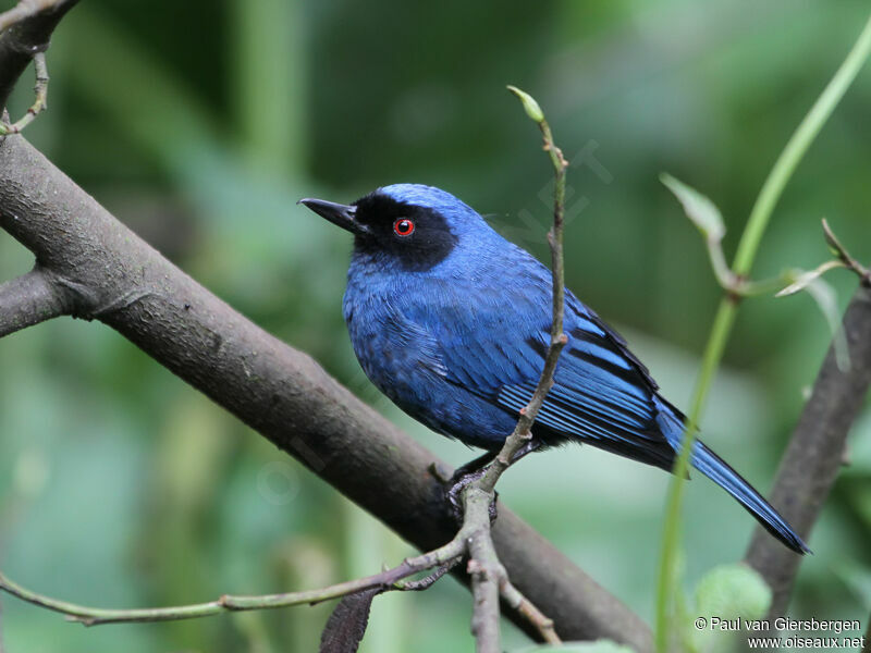 Masked Flowerpierceradult, identification