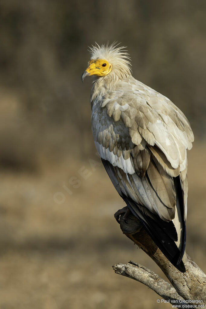 Percnoptère d'Égypte - Vautour percnoptère<br />adulte
