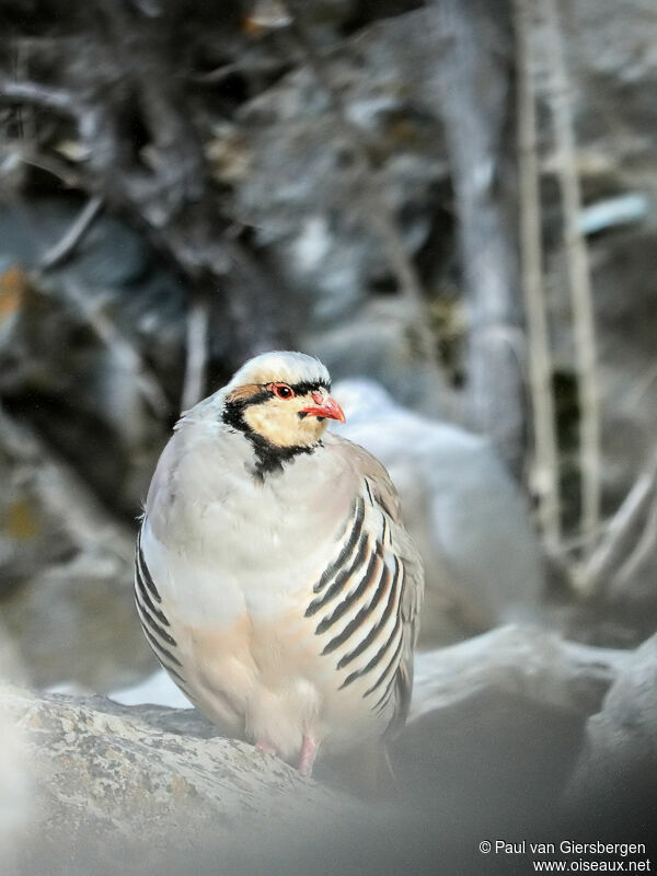 Chukar Partridge