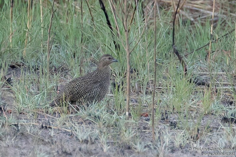 Perdrix de Madagascar femelle adulte