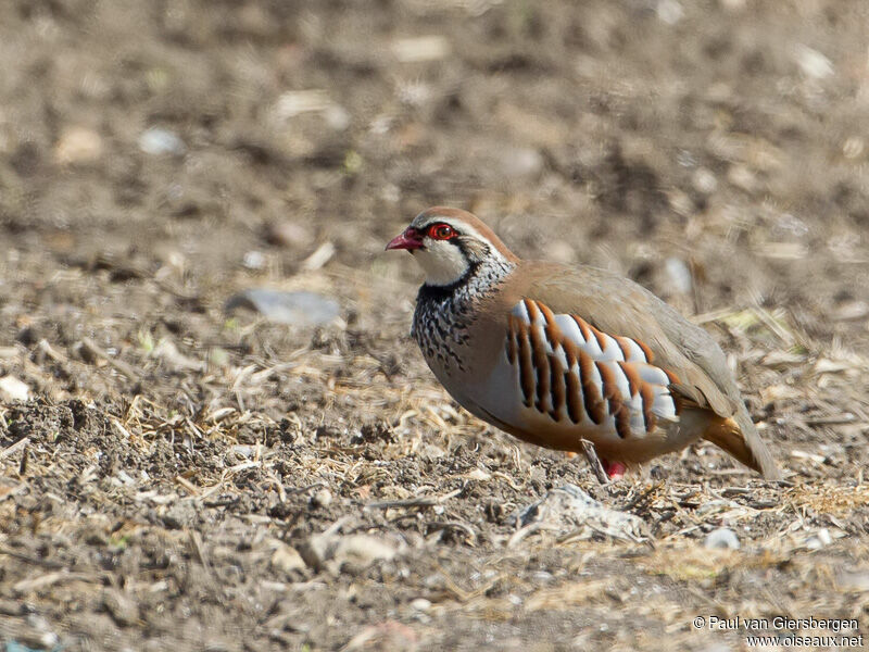 Red-legged Partridge