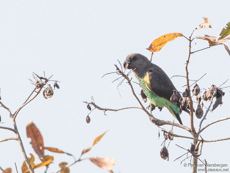 Meyer's Parrot