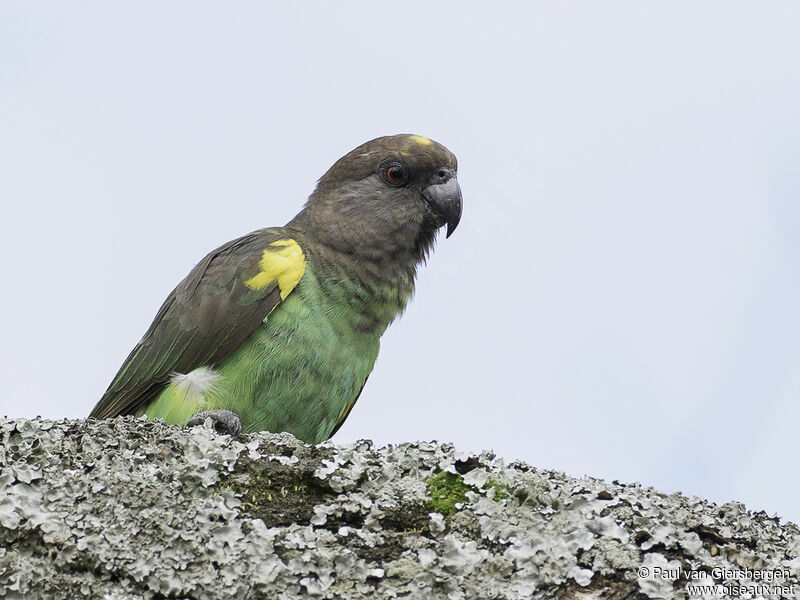 Meyer's Parrot