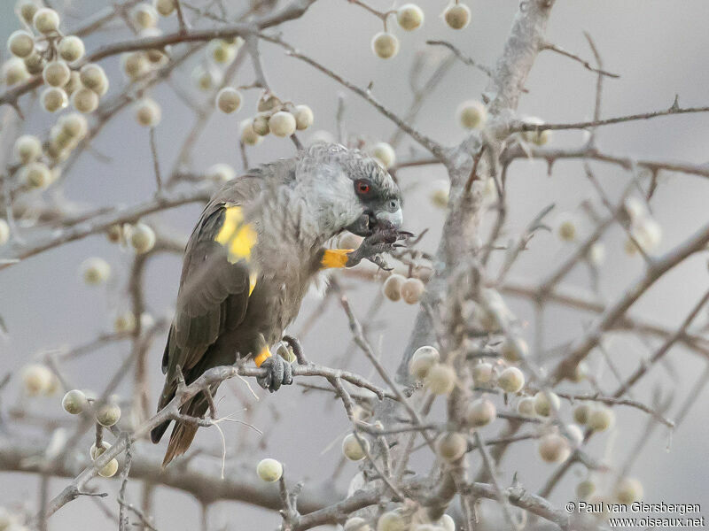 Rüppell's Parrot