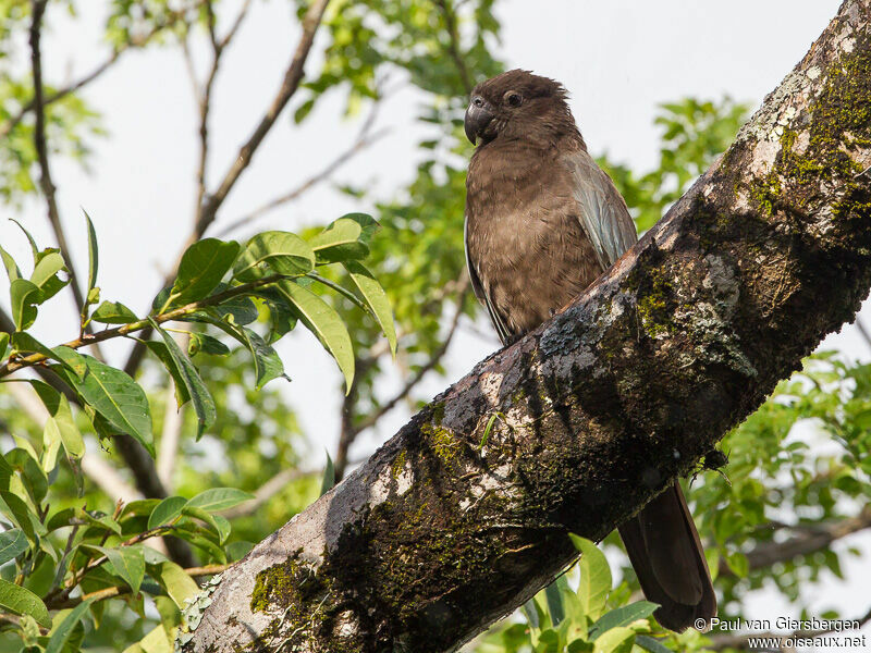 Greater Vasa Parrotadult