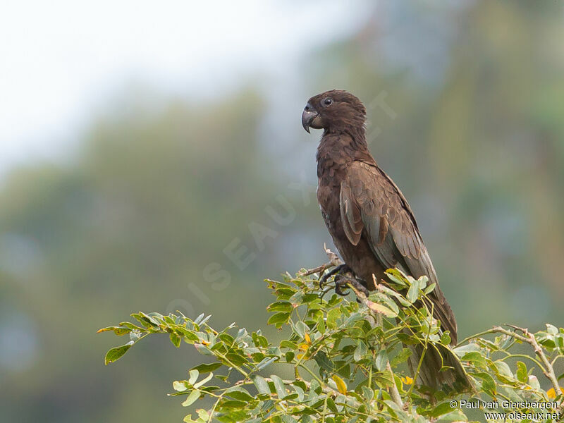 Greater Vasa Parrotadult