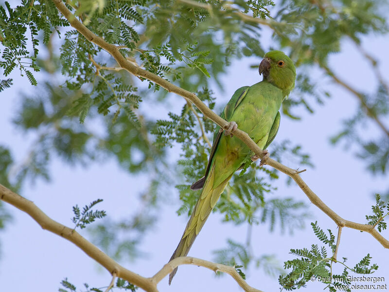 Rose-ringed Parakeet