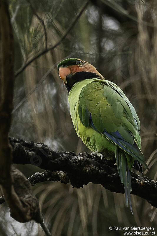 Long-tailed Parakeetadult