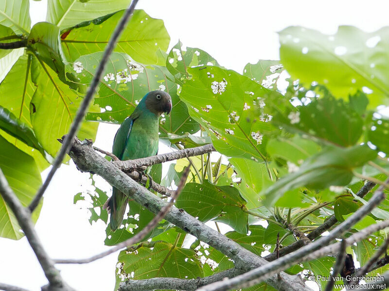 Red-cheeked Parrot