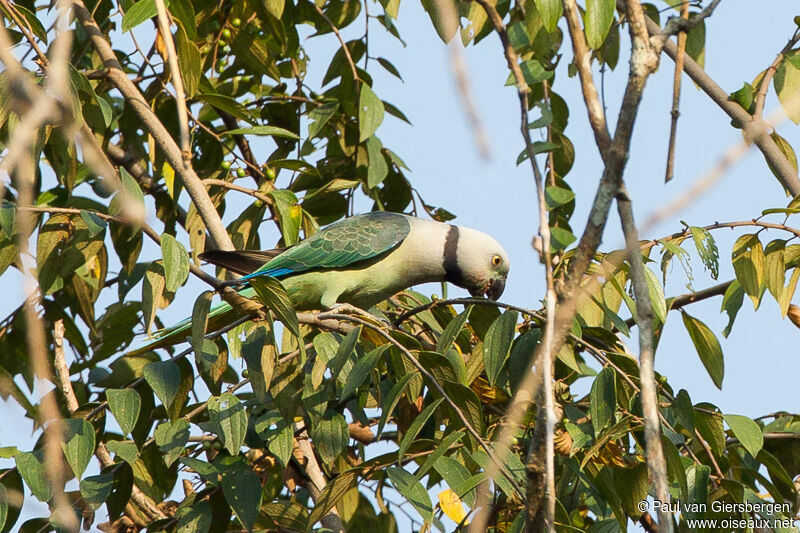 Blue-winged Parakeet