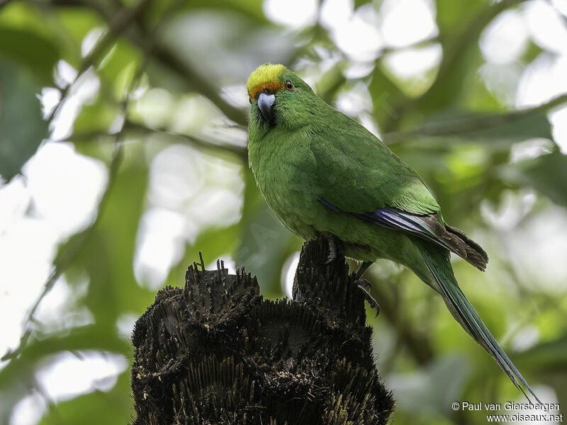 Malherbe's Parakeetadult