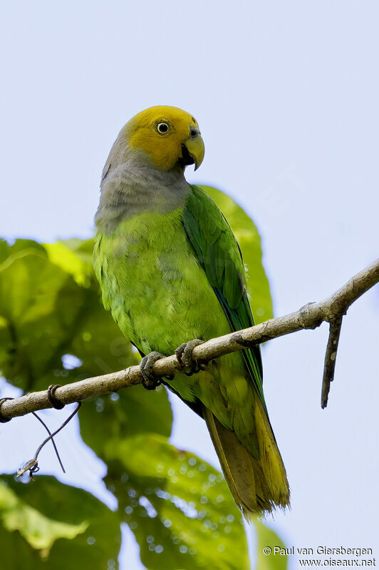 Song Parrotadult