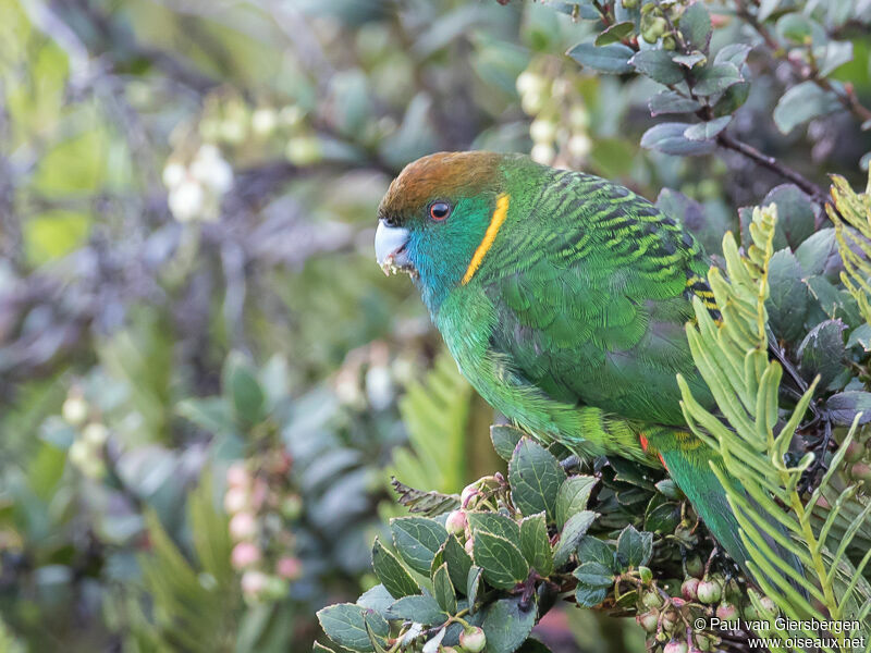 Painted Tiger Parrot