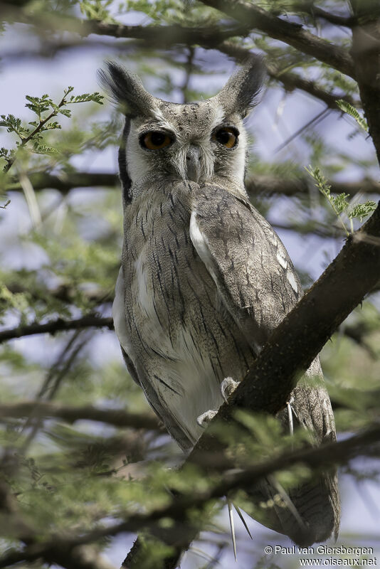 Northern White-faced Owl