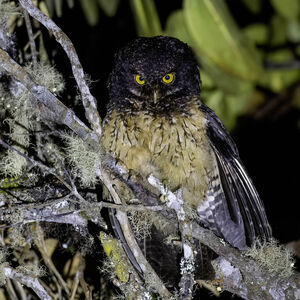 Petit-duc à gorge blanche