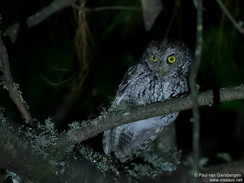 Whiskered Screech Owl