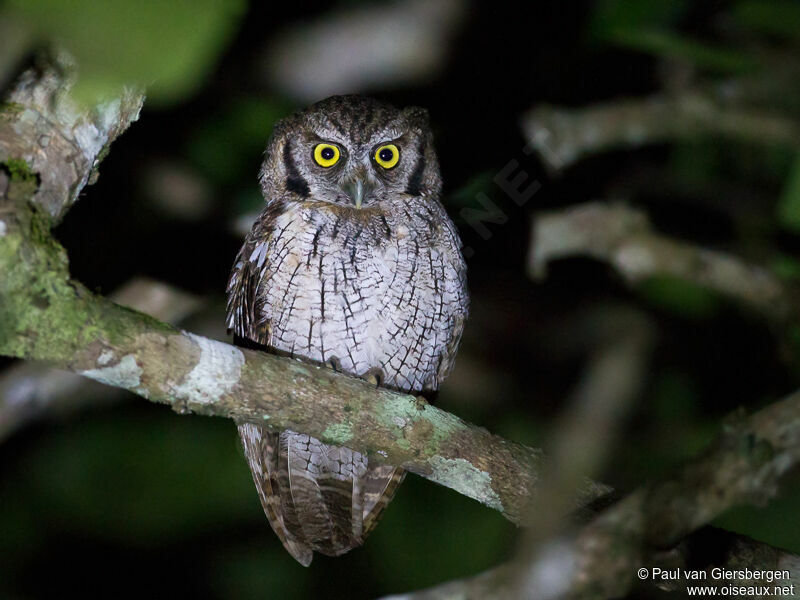 Tropical Screech Owladult