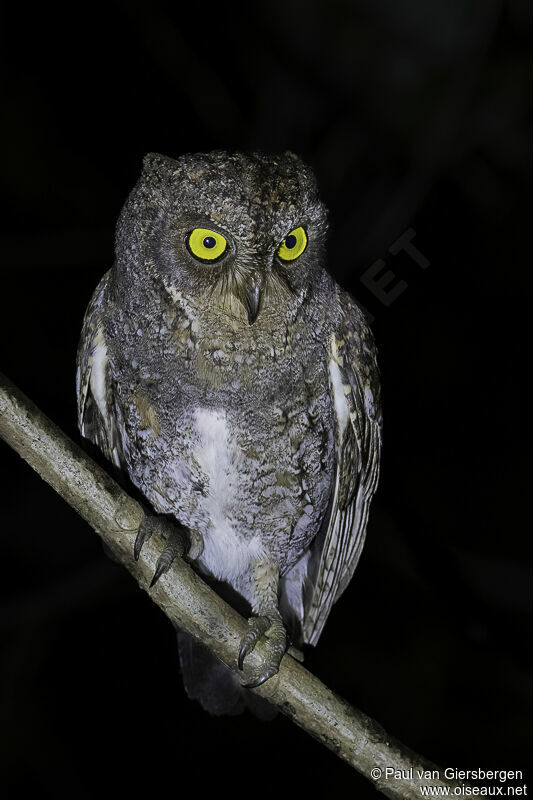 Oriental Scops Owladult