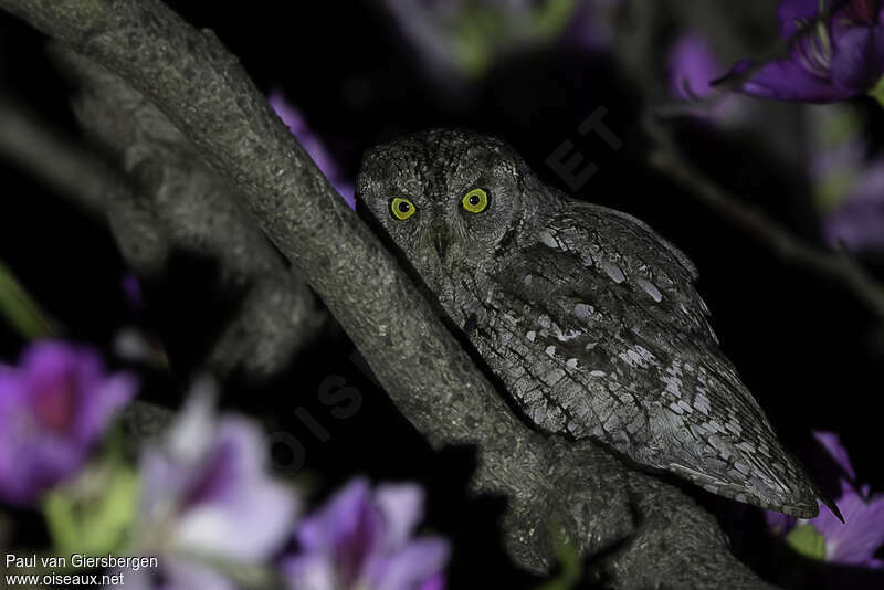 Cyprus Scops Owladult