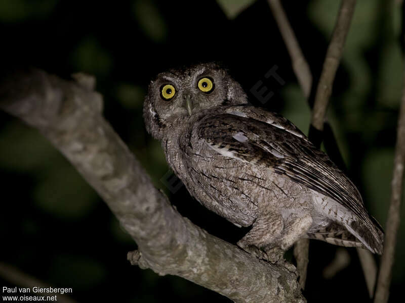 Pacific Screech Owladult, identification