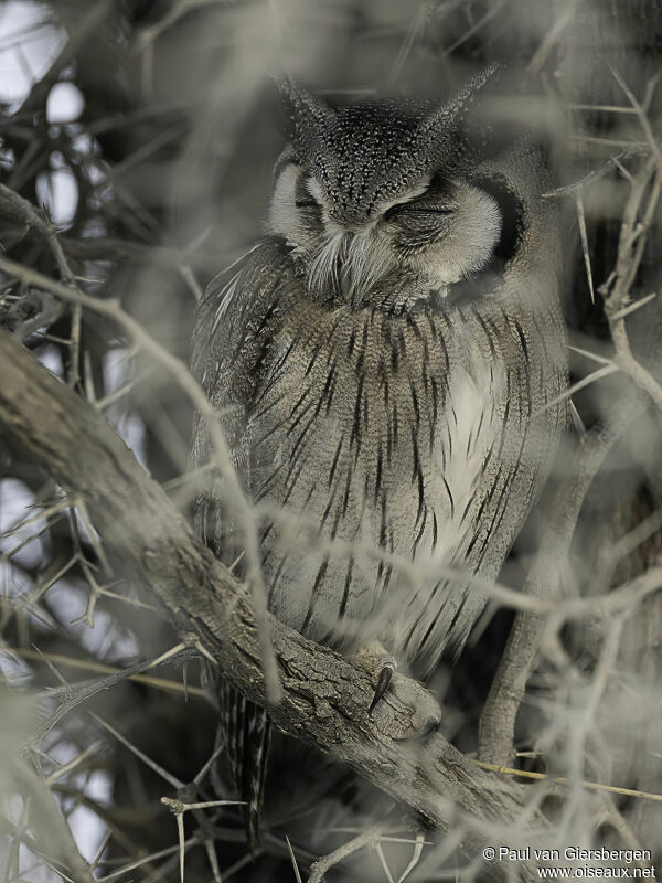 Southern White-faced Owladult