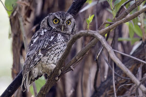 Petit-duc de Koepcke