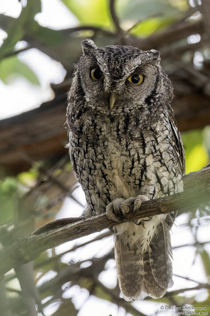 Petit-duc de Koepckeadulte