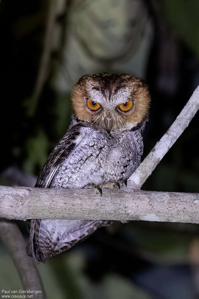 Negros Scops Owladult