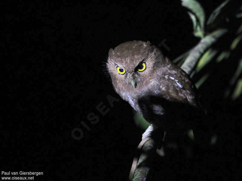 Foothill Screech Owl