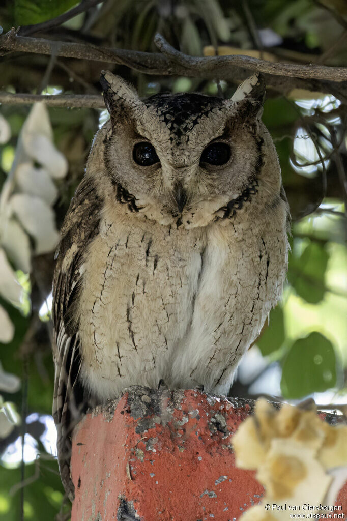 Petit-duc indienadulte