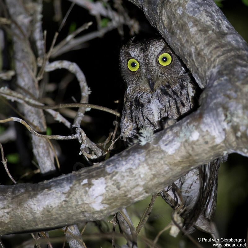 Torotoroka Scops Owladult