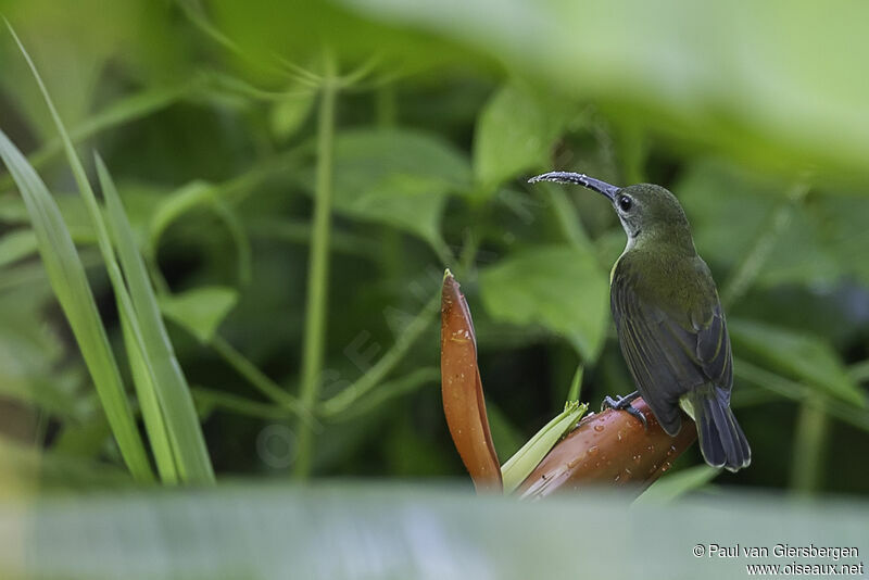 Little Spiderhunteradult