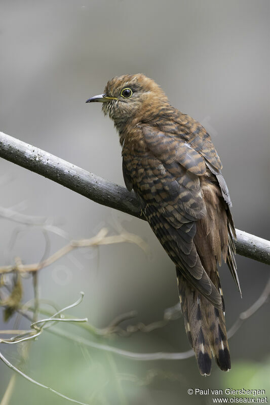 Lesser Cuckooadult