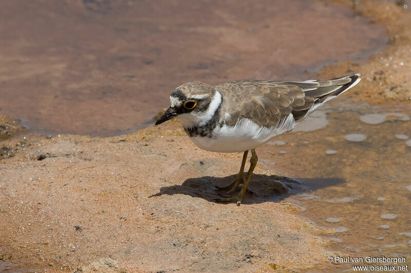 Little Ringed Ploveradult