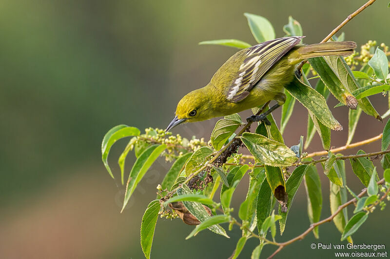 Common Iora