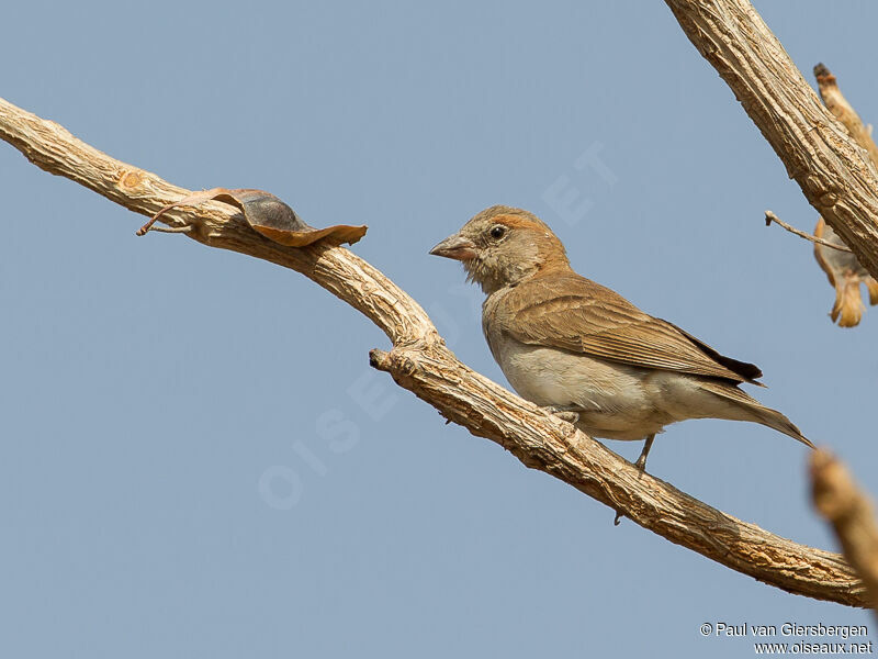 Sahel Bush Sparrow