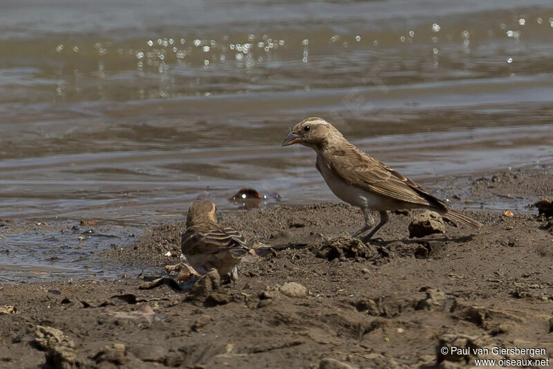 Sahel Bush Sparrow