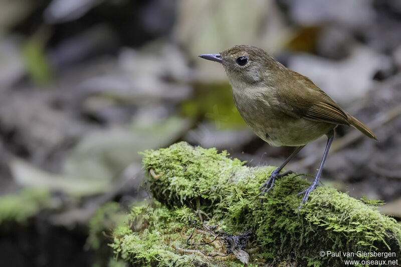 Lesser Shortwing female adult